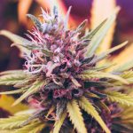 Strain Variety Makes the THCA Flower Category More Versatile For Consumers