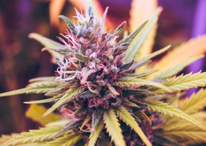 Strain Variety Makes the THCA Flower Category More Versatile For Consumers