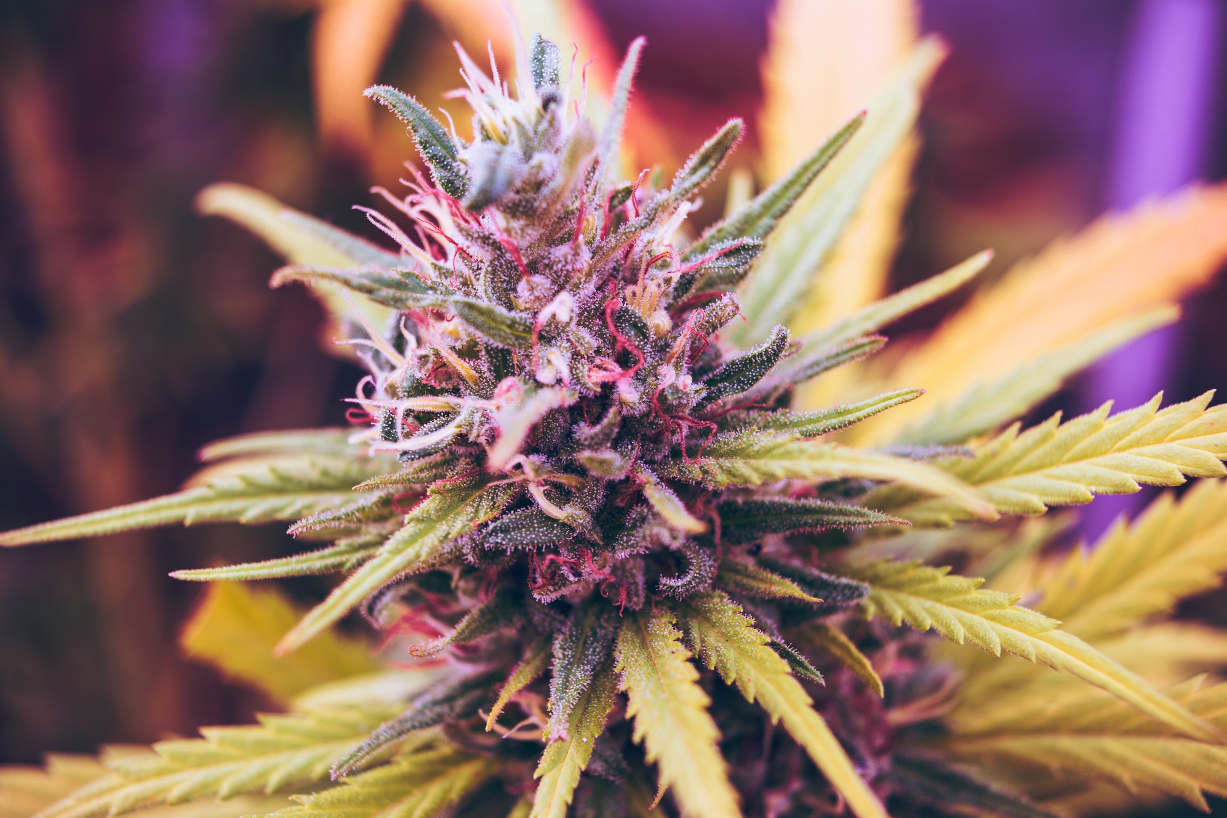 Strain Variety Makes the THCA Flower Category More Versatile For Consumers